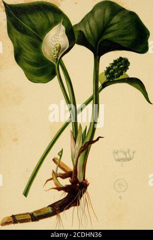. Die einheimischen Blumen und Farne der Vereinigten Staaten in ihren botanischen, gartenbaulichen und populären Aspekten. S der Blumen geben keine Samen, aber auf diesem und vielen anderen Punkten zusätzliche Beobachtungen aremuch benötigt. Die meisten Veilchen lieben hohe Höhen, aber in den Tempereregionen sind einige ganz zu Hause, wenn in der Nähe der Höhe des Meeres.Unser Vogelfuss-Violett ist in niedrigen, aber trockenen Situationen gefunden, und scheint eher die Hügel hinauf zu steigen. Mr. Shriverivererzählt uns im Botanischen Gazette, dass es in Wytheville, in Vir-ginia, in den Alleghanies eine halbe Meile hoch gefunden wird. ItsGeographical Range CO Stockfoto