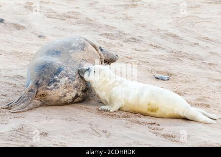 Ein junger grauer Robbenjunge (Halichoerus grypus) Füttert von seiner Mutter am Norfolk-Strand bei Horsey Stockfoto