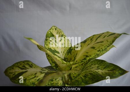 Schöne Aglonema Pflanze auf weißem Stoff Hintergrund. Wunderschönes Laub Stockfoto