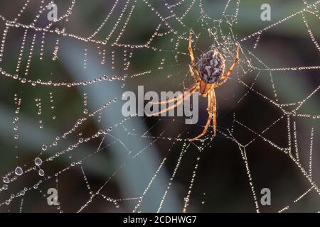 Die umrandete Orbis-Netzspinne (Neoscona adianta) Wartet auf seinem tau bedeckten Netz Stockfoto