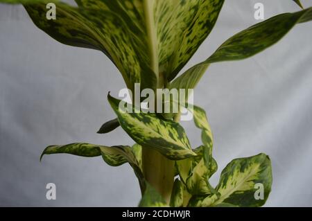 Schöne Aglonema Pflanze auf weißem Stoff Hintergrund. Wunderschönes Laub Stockfoto