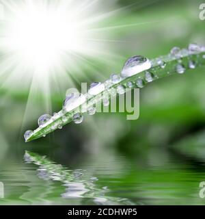 Tautropfen im Gras Stockfoto