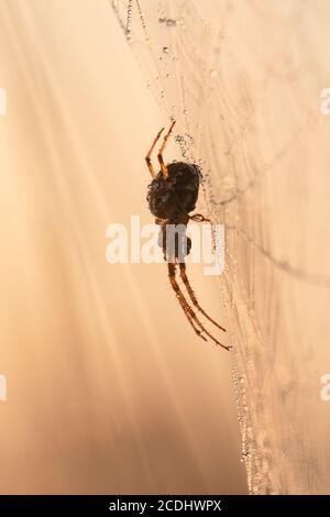 Porträt einer taubedeckten Spinne, die auf ihrem Netz wartet In der frühen Morgensonne Stockfoto
