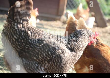 Haltung von Legehennen in einem freien Bereich Farm. Diese Hühner legen erste Qualität Bio Eier. Stockfoto