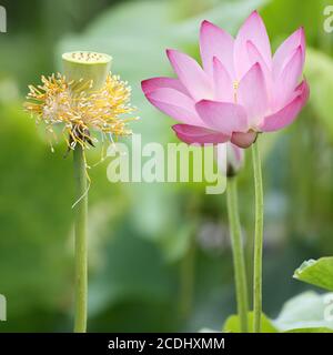 lotus und Saatpod Stockfoto