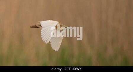 Flugaufnahme eines wunderbaren Reiher im Donaudelta Stockfoto