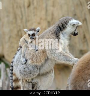 Madagaskars Katta mit den kleinen Jungen auf dem Rücken. Stockfoto