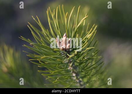 Baby-Tannenzapfen Stockfoto