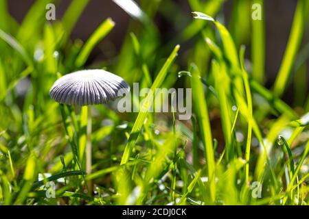 Grau, kleiner Pilz, Parasit im grünen Gras, Nahaufnahme, Seitenansicht. Hochwertige Fotos Stockfoto