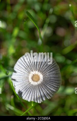 Grau, kleiner Pilz, Parasit im grünen Gras, Nahaufnahme, Draufsicht. Hochwertige Fotos Stockfoto