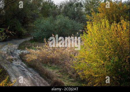 Russland, in der Nähe von Rostow am Don. Schotterstraße entlang des Flusses durch den Herbsthain. Stockfoto