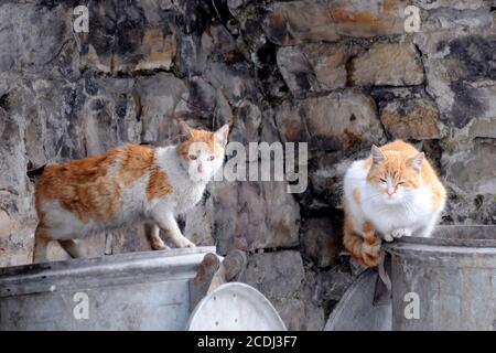 Zwei verirrte Katzen auf Müllcontainern Stockfoto