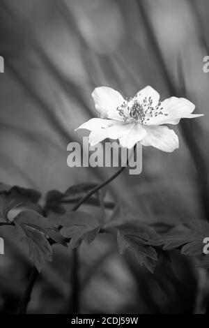 Die Anemone (Anemone nemorosa) Wächst hoch im Gras in diesem Schwarz und Weiß Bild aufgenommen in Wayland Wood in Norfolk Stockfoto