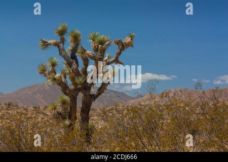 Joshua Tree in der Mohave-Wüste Stockfoto