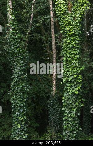 Kletternder Efeu, gewöhnlicher Efeu / Hedera Helix wächst um mehrere große Baumstämme auf. Für von Efeu bewachsen, Hedera Helix auf Baum, Heilpflanzen. Stockfoto