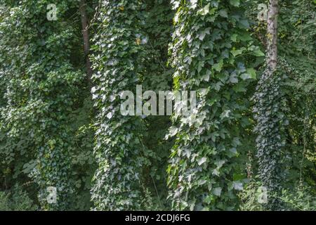 Kletternder Efeu, gewöhnlicher Efeu / Hedera Helix wächst um mehrere große Baumstämme auf. Für von Efeu bewachsen, Hedera Helix auf Baum, Heilpflanzen. Stockfoto