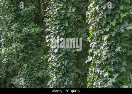 Kletternder Efeu, gewöhnlicher Efeu / Hedera Helix wächst um mehrere große Baumstämme auf. Für von Efeu bewachsen, Hedera Helix auf Baum, Heilpflanzen. Stockfoto