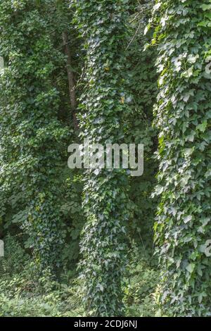 Kletternder Efeu, gewöhnlicher Efeu / Hedera Helix wächst um mehrere große Baumstämme auf. Für von Efeu bewachsen, Hedera Helix auf Baum, Heilpflanzen. Stockfoto