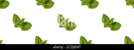 Nahtloses Muster mit Minzblättern auf weißem Hintergrund isoliert gemacht. Stockfoto