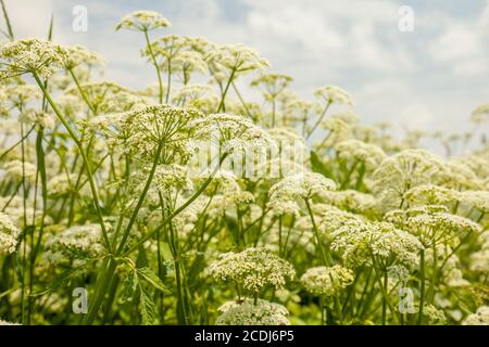 Blühende Wildblumen. Dolden einer wilden Karotte. Daucus carota wilde Karotte Königin Annes Spitze Stockfoto