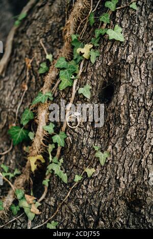 Ein Verlobungsring mit einem großen Stein auf einem Baumstamm, der mit Efeu umschlungt ist. Stockfoto