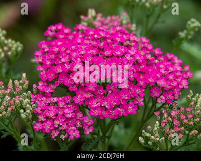 Hübsche kleine rosa Blüten von Achillea millefolium oder Garten Schafgarbe Nahaufnahme Stockfoto