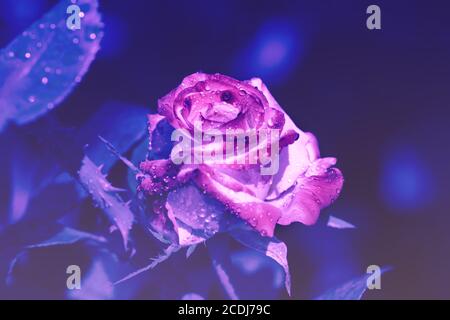 Vintage blühende Rose mit Tropfen bedeckt. Stieg nach Regen (im Tau). Natur Hintergrund Stockfoto