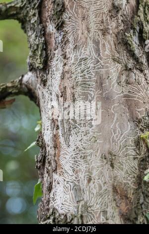 Tell-Tale Tunnel langweilige Spuren von Elm Bark Beetle, die den Pilz Ophiostoma ulmi, die den Baum mit Dutch Elm-Krankheit infiziert, DED führt. Stockfoto