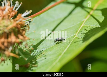 Ormyrus nitidulus eine parasitäre Wespe, die andere Wespenlarven, die Gallenbäumchen bilden, in Verbindung mit Eichenbäumen preys. Stockfoto