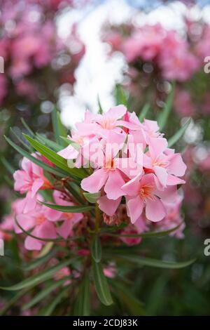 Blühender rosafarbener Rhododendron. Blumenhintergrund und Nahaufnahme Stockfoto