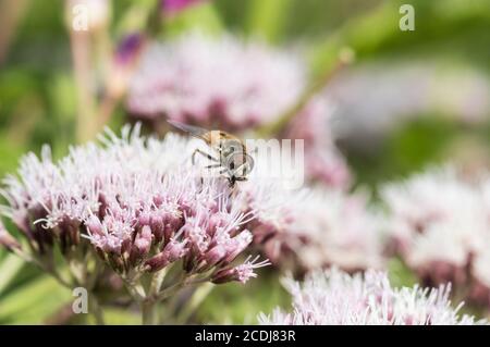 Hoverfly Eristalis arbustorum Fütterung von Hanf-Agrimony (Eupatorium cannabinum) Stockfoto