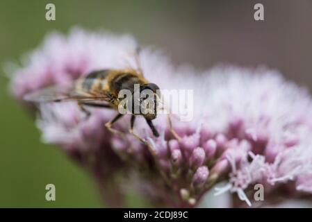 Hoverfly Eristalis pertinax Fütterung von Hanf-Agrimony (Eupatorium cannabinum) Stockfoto