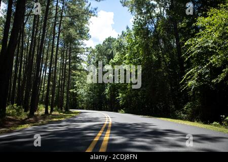 Fahrbahn im Congaree National Park Stockfoto