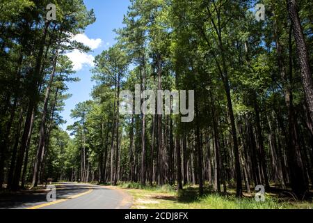 Offene Straße in Congaree National Park Eingang Stockfoto