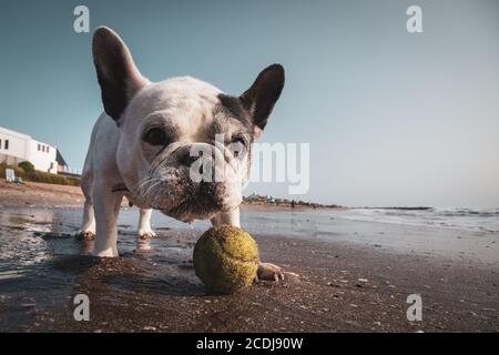 Französische Bulldogge spielt mit einem Tennisball am Strand Stockfoto