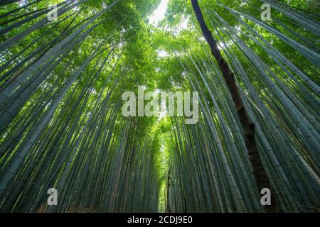 Bambusforst bei Arashiyama Bamboo Groove in der Nähe von Kyoto Stockfoto