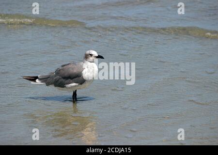 Möwe sucht Stockfoto