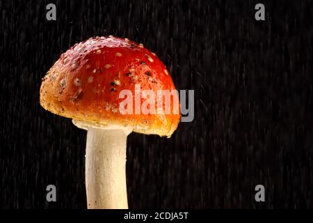 Amanita Muscaria, Fliegenpilz Stockfoto