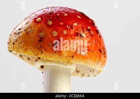 Amanita Muscaria, Fliegenpilz Stockfoto