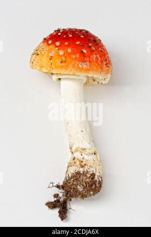 Amanita Muscaria, Fliegenpilz Stockfoto