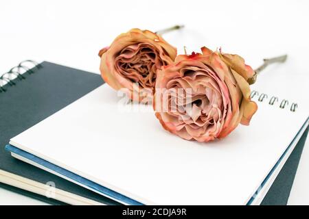 Rote Rose liegt auf einem offenen englischen Notizbuch auf dem Weißer Hintergrund Stockfoto