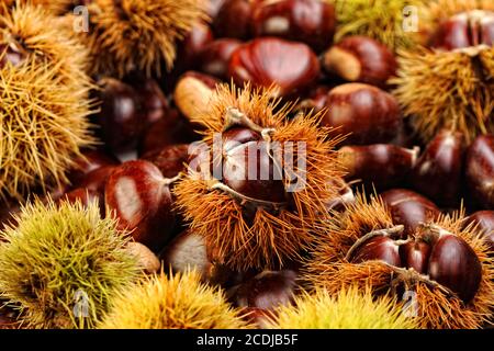 Chestnut Hintergrund Stockfoto