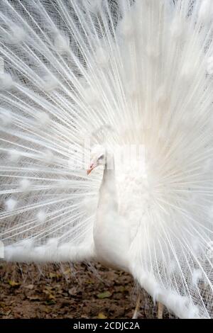 Weißer Pfau Stockfoto