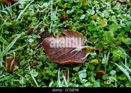 Ein mit Eis bedecktes braunes Blatt an einem frostigen Herbstmorgen in Deutschland. Stockfoto