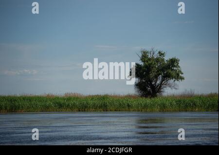 Die Ufer der Donau im Donaudelta bei Sfantu Gheorghe, Rumänien, sind reich an Pflanzen, Tieren und anderen interessanten Sehenswürdigkeiten. Stockfoto