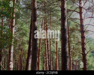 Sutton Heath, Woodbridge, UK - August 2020: Wald an der Heide. Stockfoto