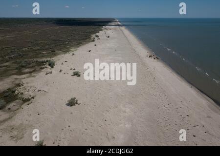 Kühe wandern am sandigen Schwarzmeerstrand am Donaudelta in der Nähe von Sfantu Gheorghe, Rumänien. Stockfoto