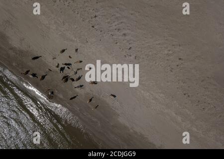 Kühe wandern am sandigen Schwarzmeerstrand am Donaudelta in der Nähe von Sfantu Gheorghe, Rumänien. Stockfoto