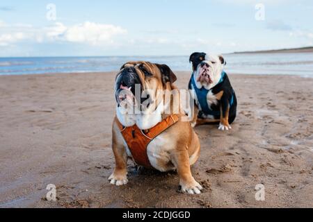 Zwei englische Bulldoggen sitzen im Sommer am Meer Stockfoto