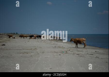 Kühe wandern am sandigen Schwarzmeerstrand am Donaudelta in der Nähe von Sfantu Gheorghe, Rumänien. Stockfoto